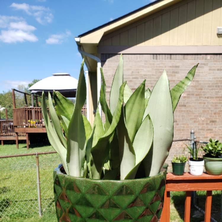 Plant image Sansevieria Moonshine