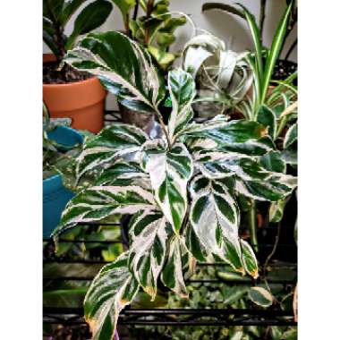 Calathea 'Fusion White'