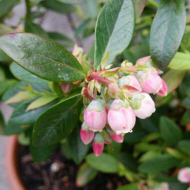 Vaccinium corymbosum 'Pink Lemonade'