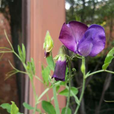 Lathyrus Odoratus 'Cupani'