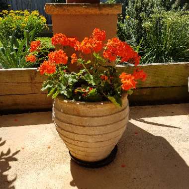 Pelargonium 'Maverick Orange' (Zonal)