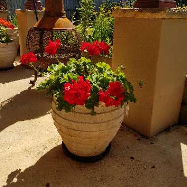 Pelargonium 'Big Red' (Interspecific)