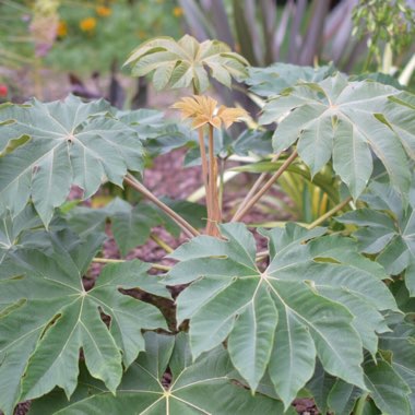 Chinese Rice-Paper Plant 'Rex'