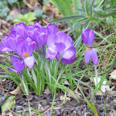 Crocus (Spring)