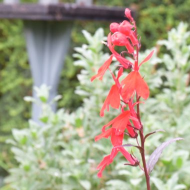 Cardinal Flower 'Queen Victoria'