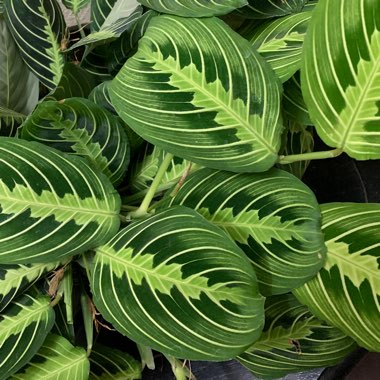 Maranta leuconeura 'Fascinator Tricolour'