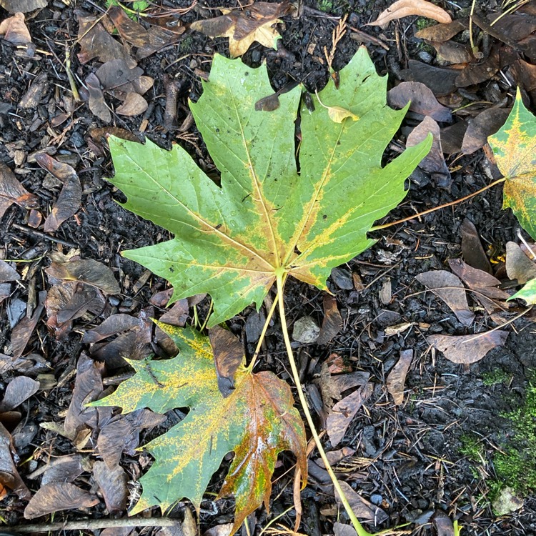 Plant image Acer platanoides