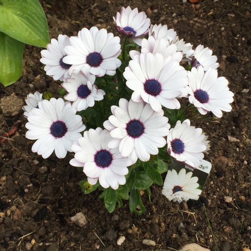 African daisy 'Akila White Purple Eye '