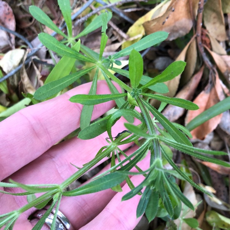 Plant image Galium aparine