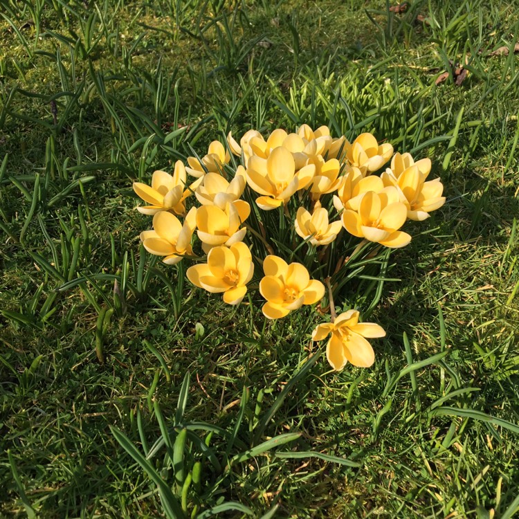 Plant image Crocus chrysanthus 'Romance'