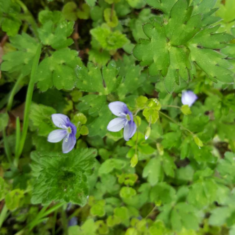 Plant image Veronica persica