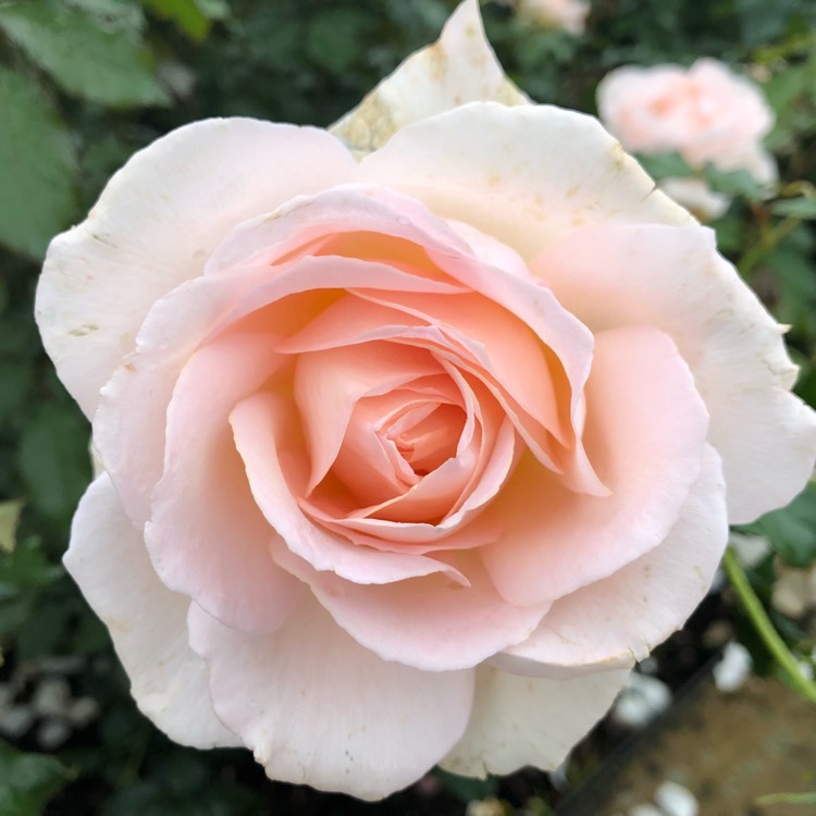 Plant image Rosa 'Chandos Beauty'