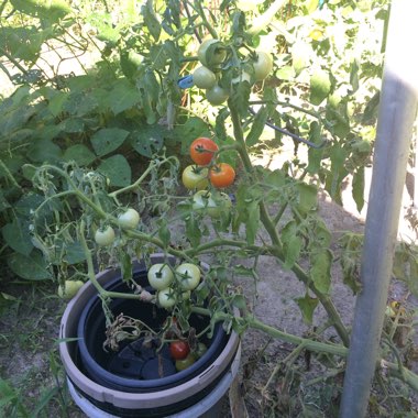 Tomato 'Cherry Falls' (Trailing Cherry Tomato)