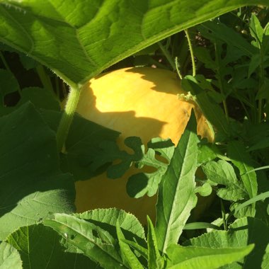 Pumpkin 'Atlantic Giant'