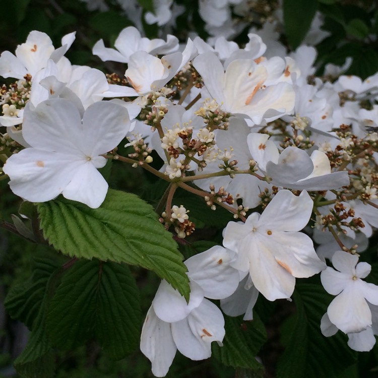 Plant image Viburnum x burkwoodii