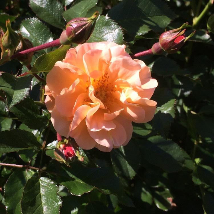 Plant image Rosa 'Flower Carpet Red'