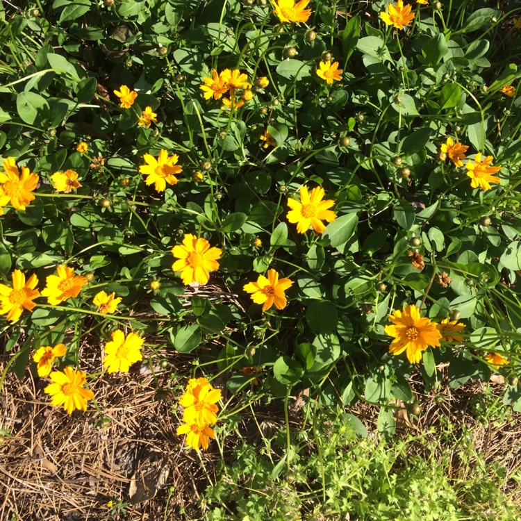 Plant image Coreopsis grandiflora 'Illico'