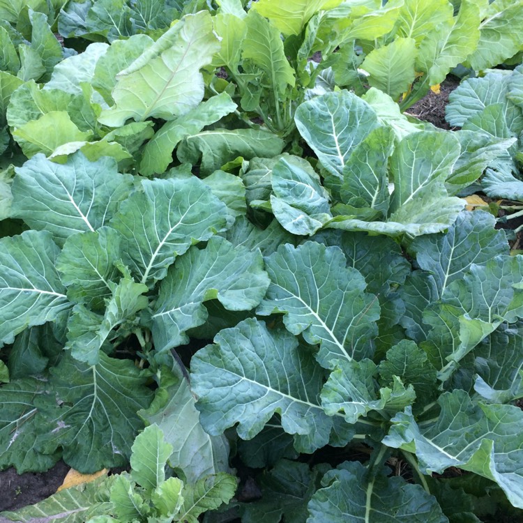 Plant image Brassica oleracea var. acephala