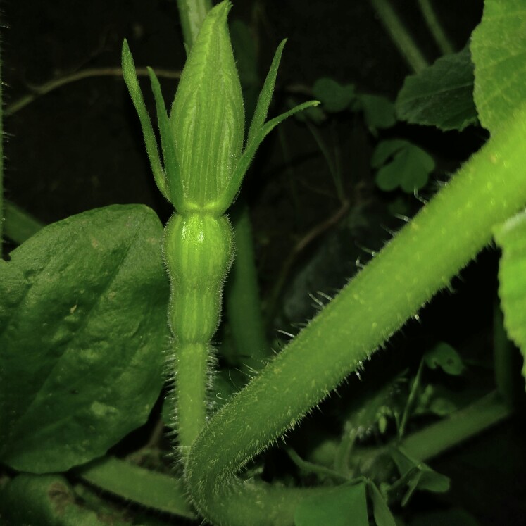 plant image 163051