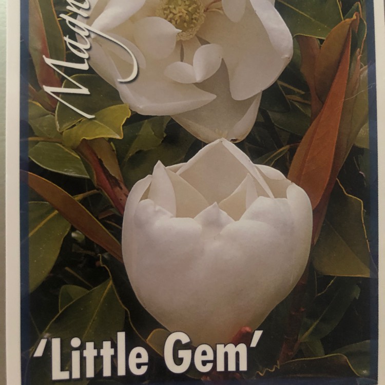 Plant image Magnolia grandiflora 'Little Gem'