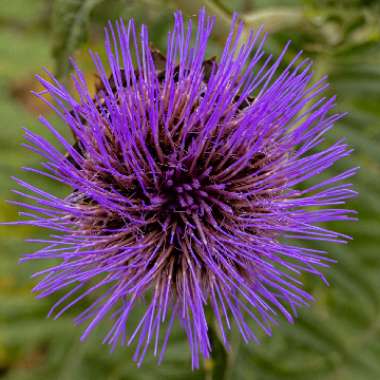 Cynara cardunculus syn. Cynara cardunculus Cardoon