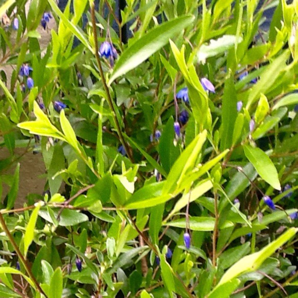 Plant image Billardiera heterophylla syn. Sollya Heterophylla, Sollya fusiformis