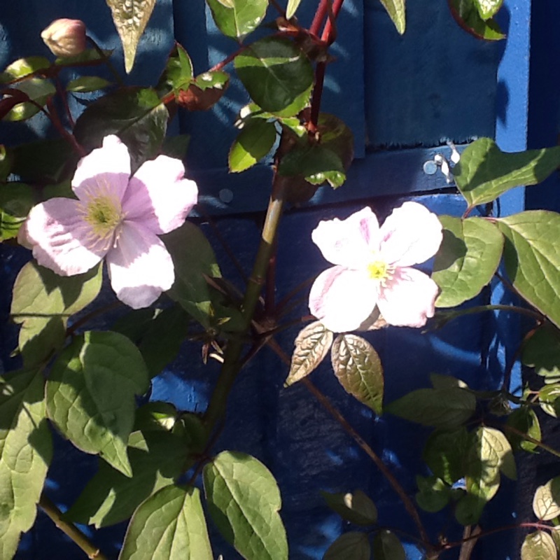 Plant image Clematis montana 'Freda'