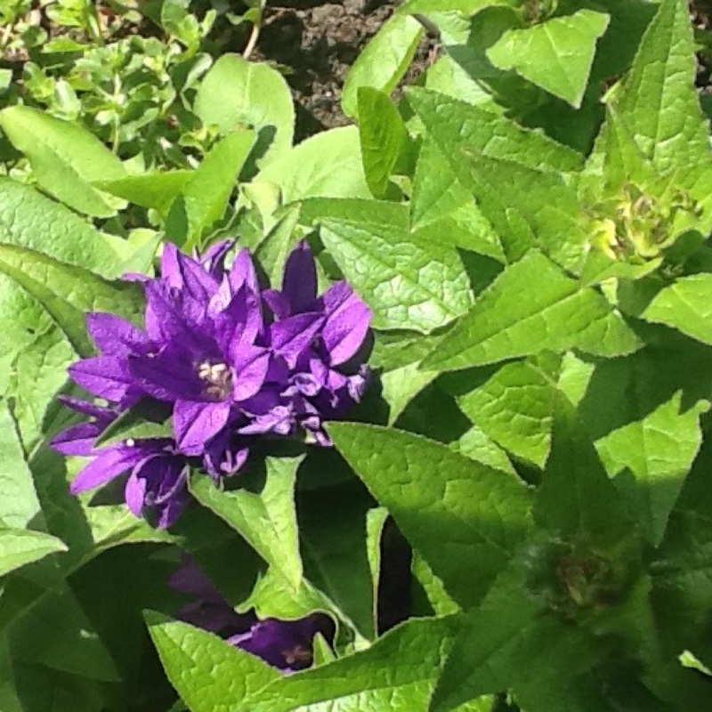 Plant image Campanula glomerata 'Bellefleur Blue'