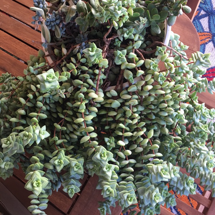 Plant image Crassula rupestris