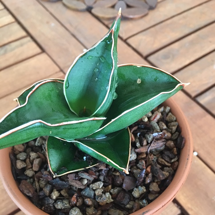 Plant image Sansevieria ehrenbergii 'Samurai Dwarf'