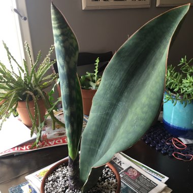 Sansevieria masoniana