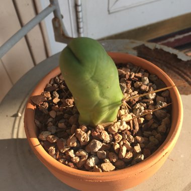 Trichocereus bridgesii 'Montrose'