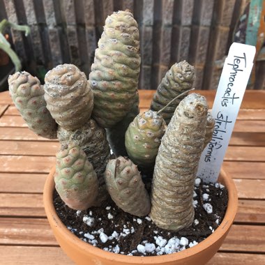 Tephrocactus articulatus 'Strobiliformis' syn. Tephrocactus articulatus var. strobiliformis