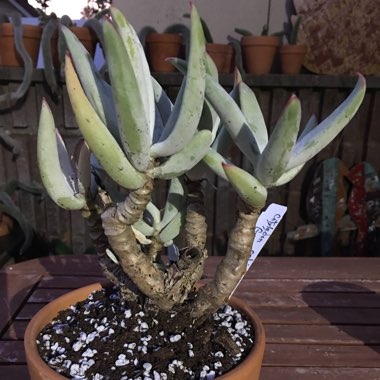 Cotyledon Orbiculata var. Oblongata