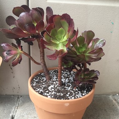 Aeonium Garnet