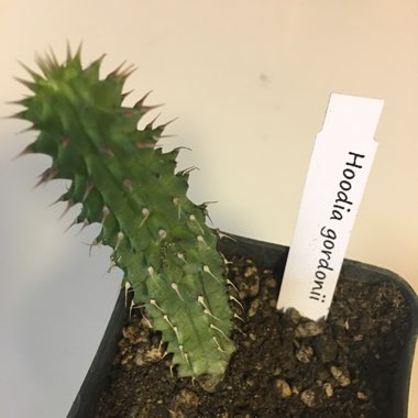 Hoodia Gordonii