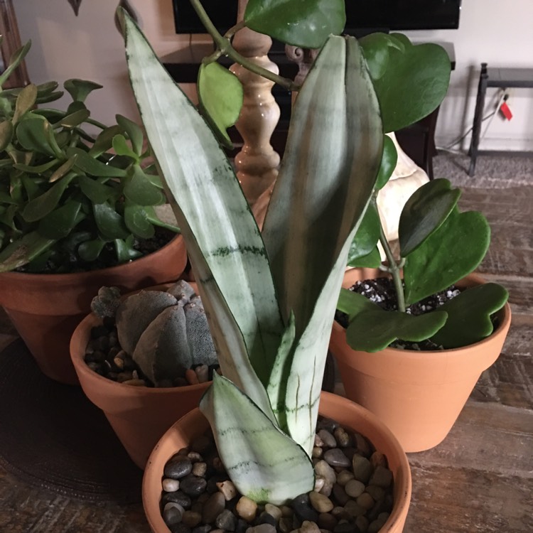 Plant image Sansevieria Moonshine