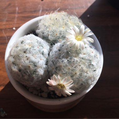 Mammillaria plumosa