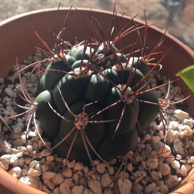 Gymnocalycium saglionis