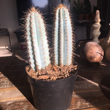 Pilosocereus glaucescens