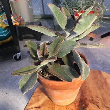 Kalanchoe Beharensis Fang