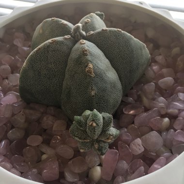 Astrophytum myriostigma