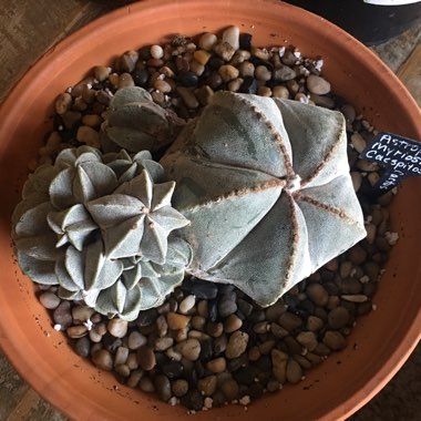 Astrophytum myriostigma