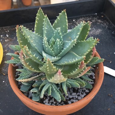 Aloe Brevifolia