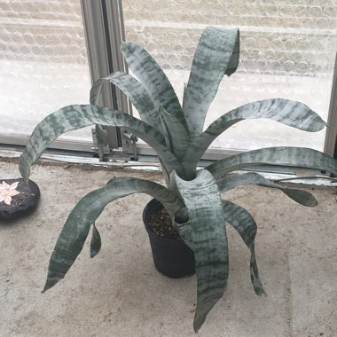 Aechmea fasciata