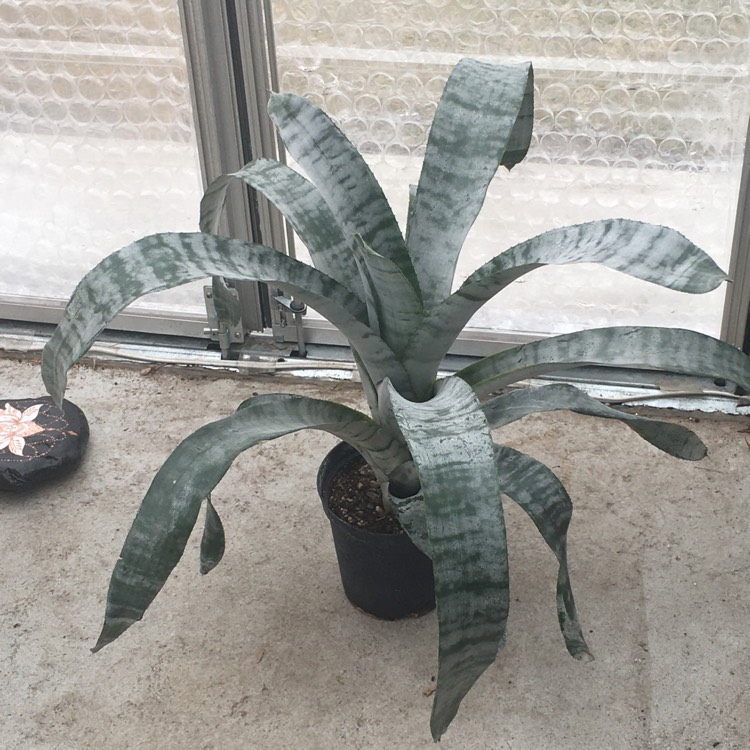 Plant image Aechmea fasciata