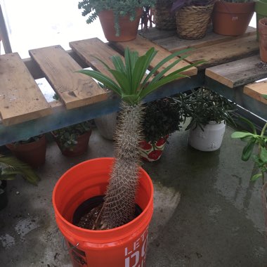 Pachypodium geayi