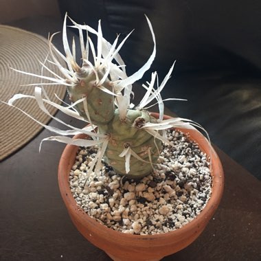 Tephrocactus articulatus