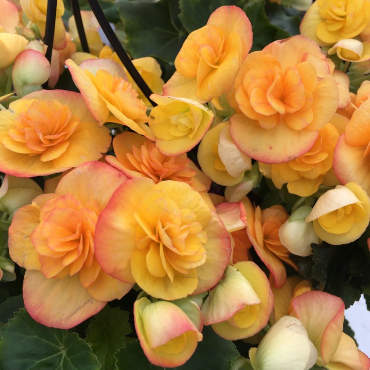 Plant image Begonia x hiemalis 'Elatior'