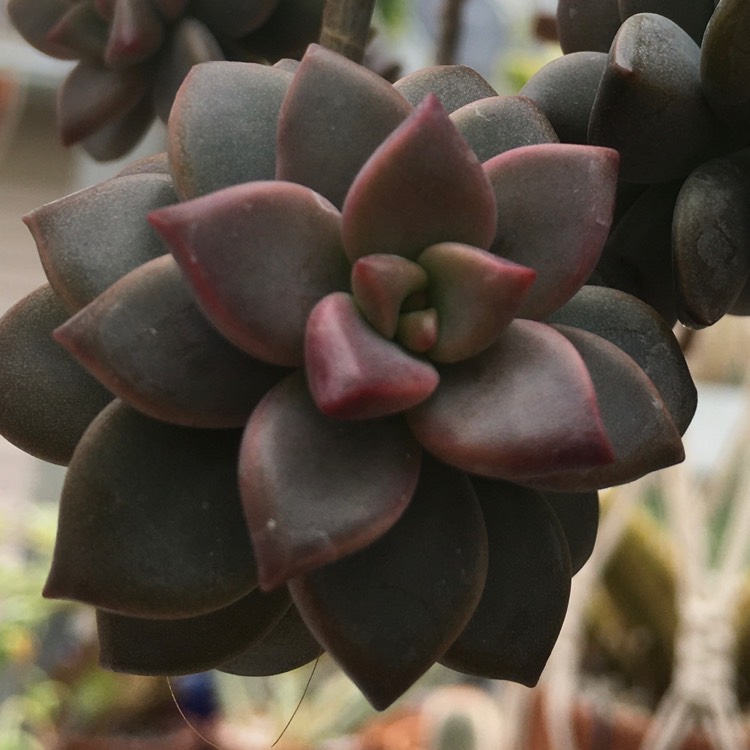 Plant image Graptoveria Vera Higgins